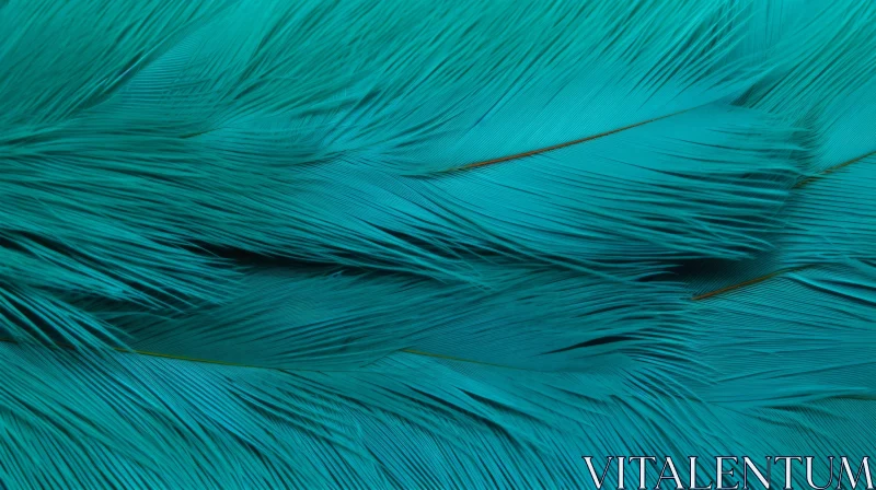 Turquoise Feather Background - Close-Up Beauty Turquoise Feather Background - Close-Up Beauty