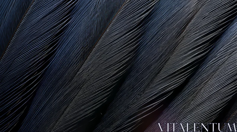 Black Feathers Close-Up - Neat Arrangement Black Feathers Close-Up - Neat Arrangement