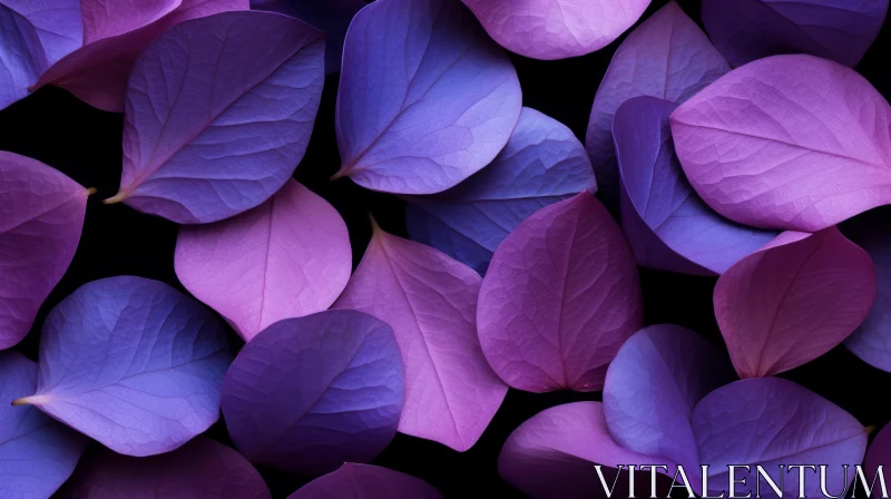 Purple and Blue Petals on Black Background Purple and Blue Petals on Black Background