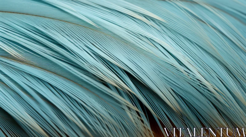 Blue Feathers Close-Up on Dark Brown Background Blue Feathers Close-Up on Dark Brown Background