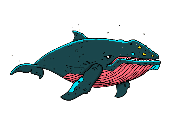 Colorful Whale Graphic Art Colorful Whale Graphic Art