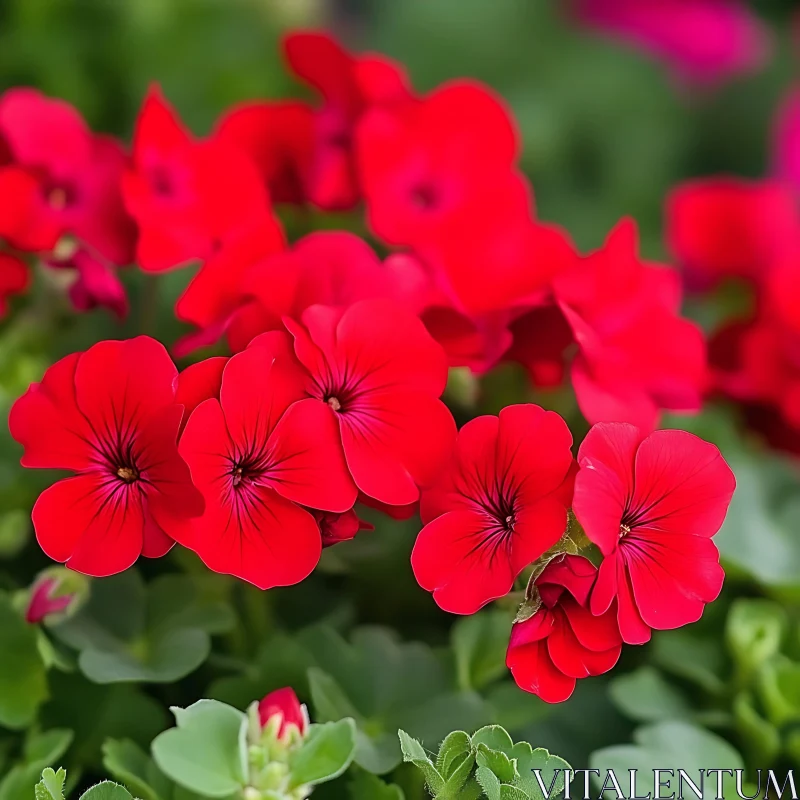 Vivid Red Blooms in a Garden Setting Vivid Red Blooms in a Garden Setting